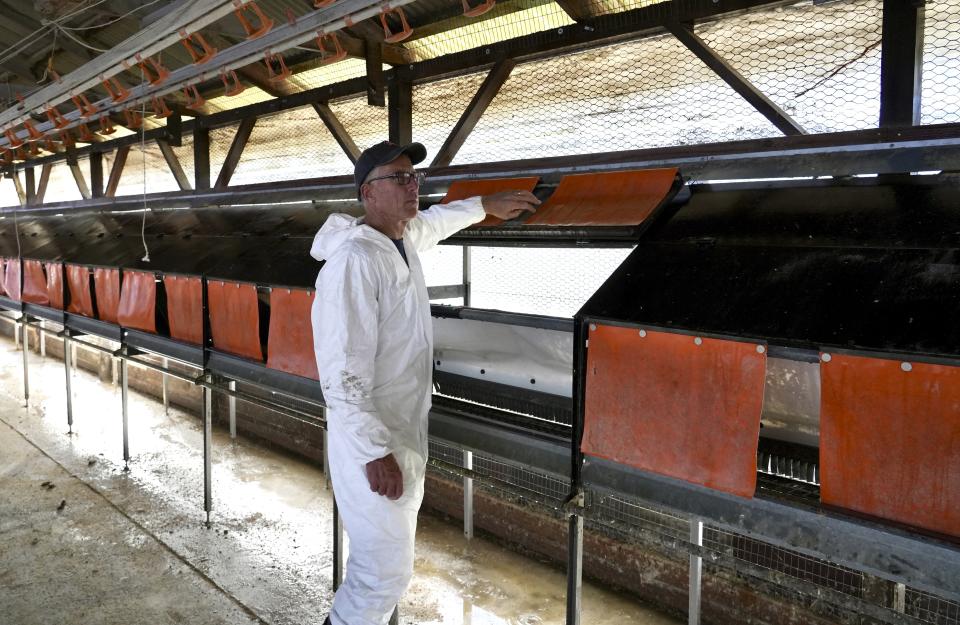 Mike Weber stands in an empty hen house at Sunrise Farms, which had to euthanize 550,000 chickens after avian flu was detected among the flock in Petaluma, Calif. Thursday, Jan. 11, 2024. A year after the bird flu led to record egg prices and widespread shortages, the disease known as highly pathogenic avian influenza is wreaking havoc in California, which escaped the earlier wave of outbreaks that that devastated poultry farms in the Midwest. (AP Photo/Terry Chea)