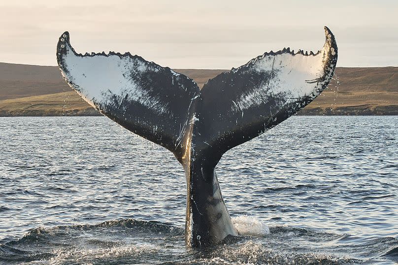 Brydon Thomason/Shetland Nature