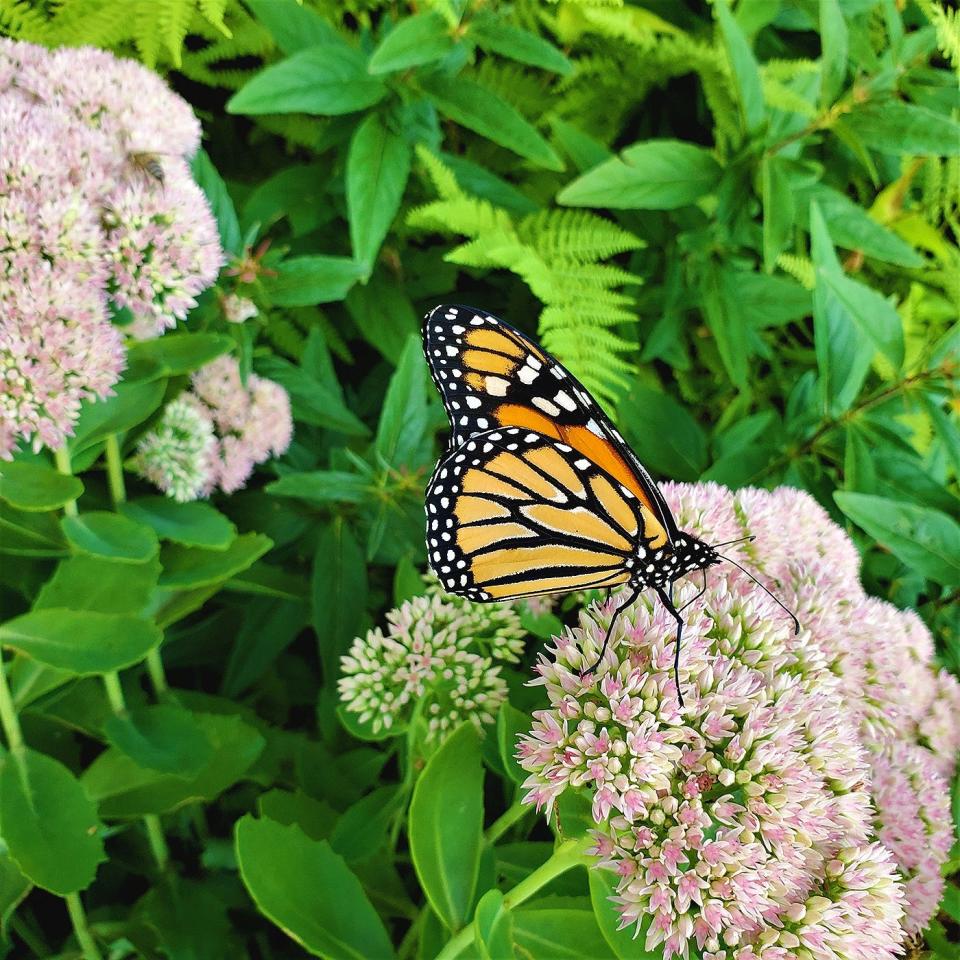 Greater Gardner residents can anticipate the arrival of the monarch butterfly in June. The monarch will stay until late August before they start their journey back to Mexico for the winter in September.