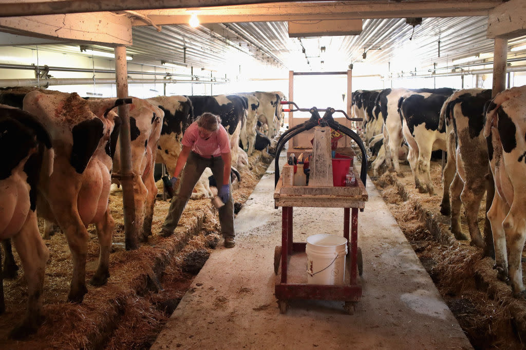 Dairy cattle infected by highly pathogenic avian influenza have large amounts of the virus in their milk. (Scott Olson/Getty Images)