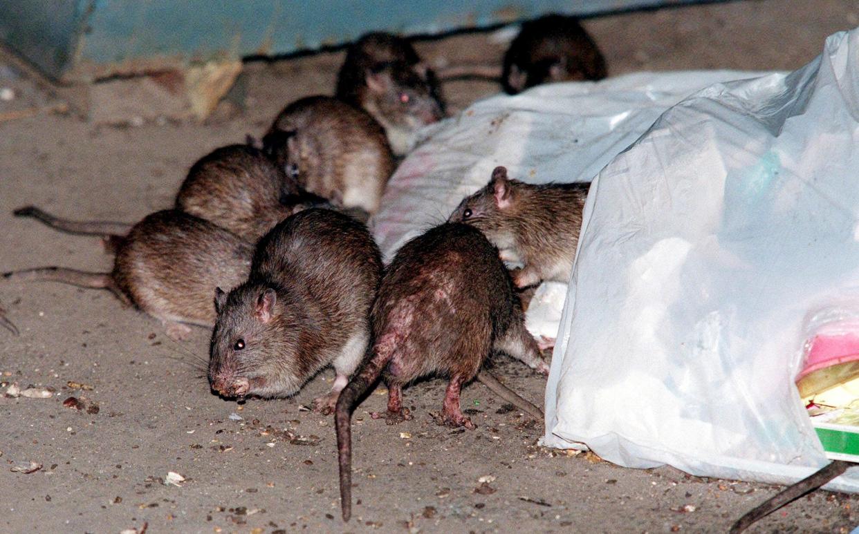 Rats are a common sight in the streets on subway platforms