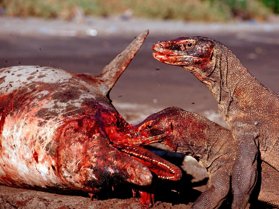 Komodo dragons covered in blood eating a dead dolphin.