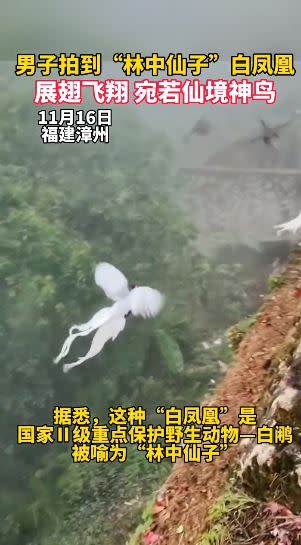 中國一名遊客拍到白鳳凰。（圖／翻攝自抖音）