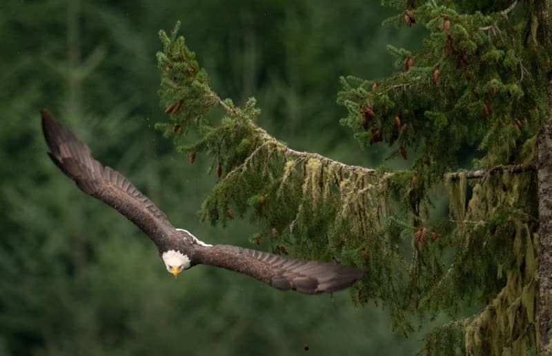 A Douglas fir tree along the Umpqua River near Elkton in rural southwestern Oregon, here shown with a bald eagle. Robin Loznak/ZUMA Press Wire/dpa