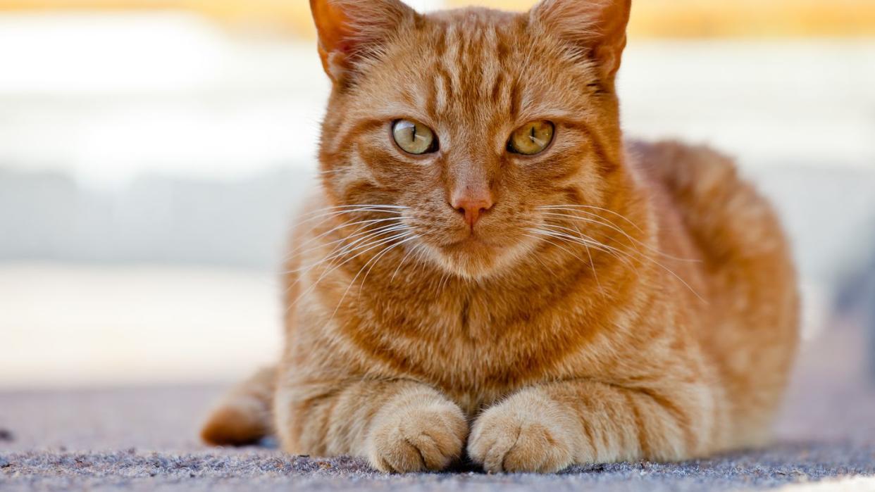 orange cat breeds