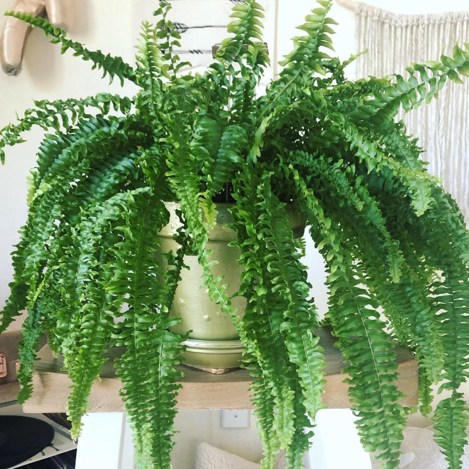 best indoor and outdoor hanging plants boston fern