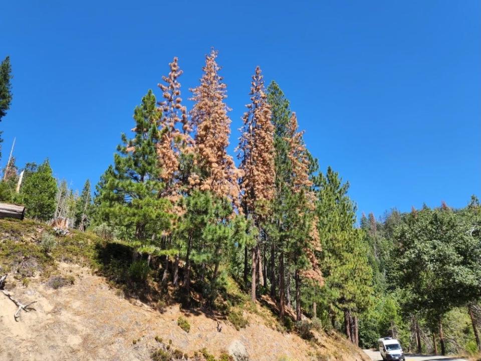 Trees in Yosemite National Park dying from the top down, primarily due to drought and bark beetle infestation.