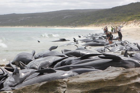 whale stranding