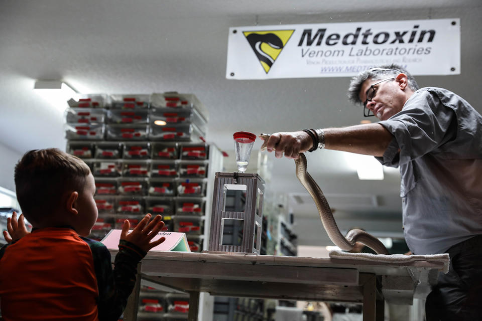 A young visitor of the Reptile Discovery Center leans on the protective glass as Barden holds a venomous monocled cobra just before extracting its venom. Aileen Perilla/The Penny Hoarder