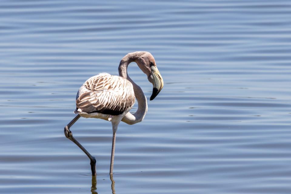 Native to Florida, historians say flamingos were decimated by the plume trade in the late 1800s and early 1900s, like many wading birds, but have been seen more often in recent decades.