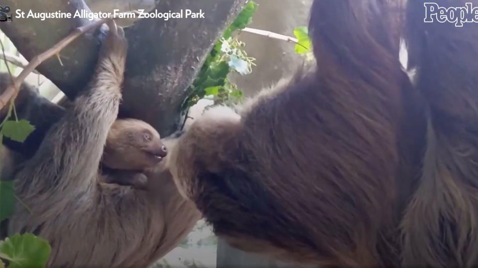 baby sloth meets father