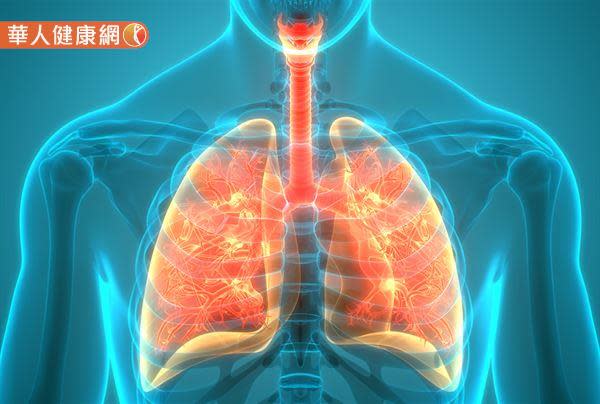 為何會罹患肺癌？兩邊肺葉一樣大嗎？肺部剖面圖、CT影像一次看懂