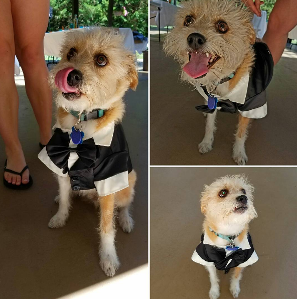 This pup’s wedding suit looks shiny and new!