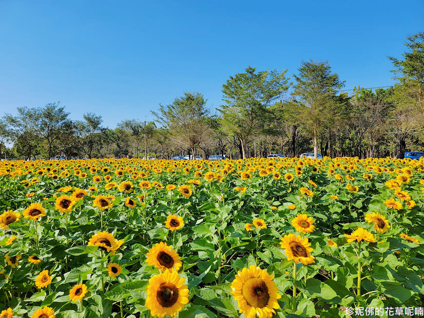 屏東｜新埤鄉綜合休閒公園