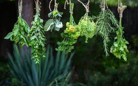 How to store herbs - Credit: Alamy