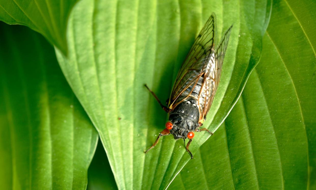 <span>A Brood X cicada in Washington DC in May 2004.</span><span>Photograph: Jim Lo Scalzo/EPA</span>