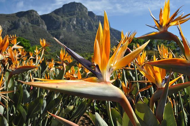 10) Kirstenbosch National Botanical Garden, Cape Town