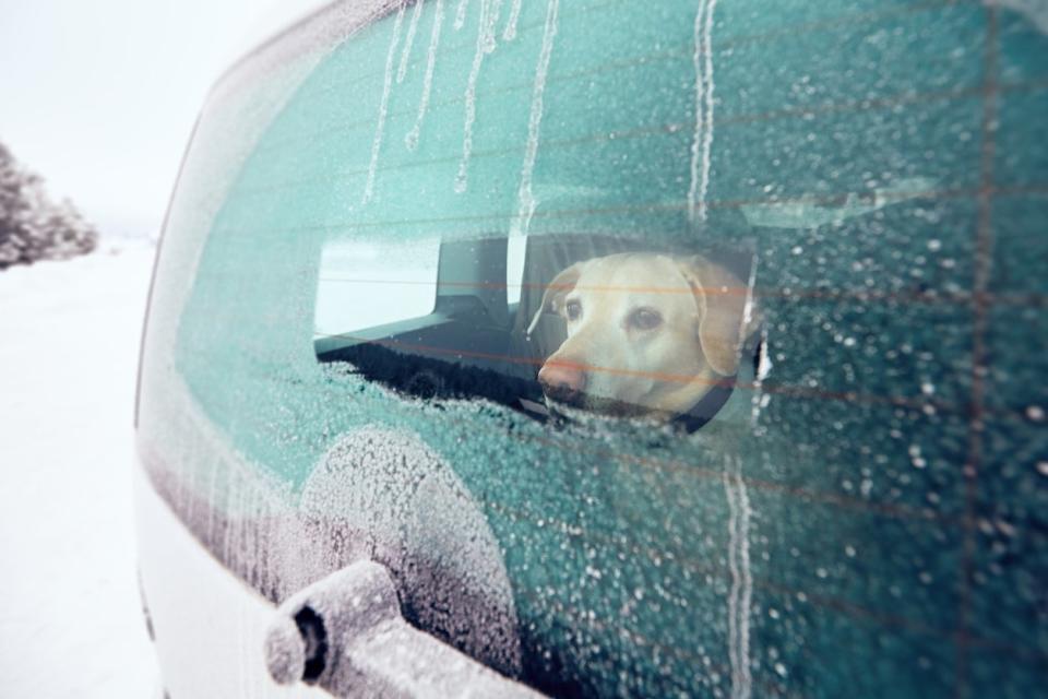 Yellow labrador retriever looking through snow-covered window of the car at more snow.