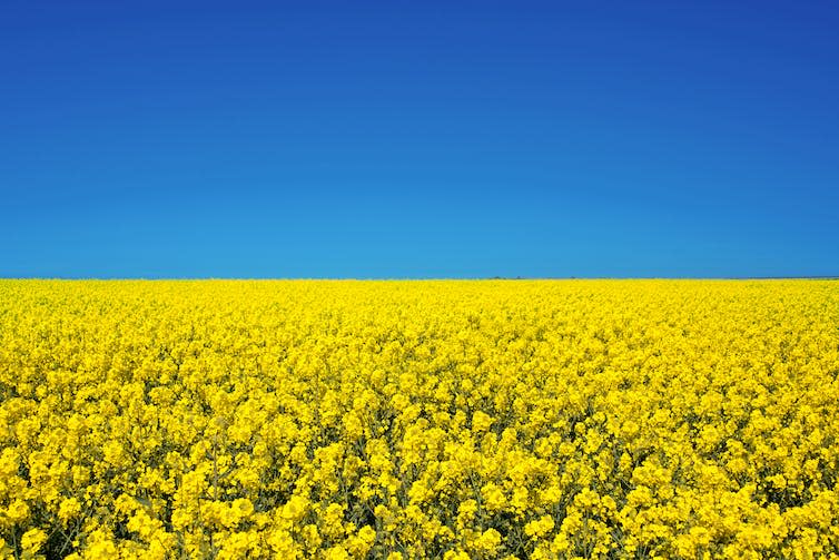 A field of rapeseed flowers in Ukraine, mimicking the flag of Ukraine.