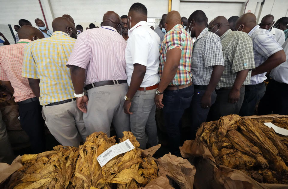 Tobacco auctioneers inspect the tobacco while chanting during the official opening of the tobacco marketing season in Harare, Zimbabwe, Wednesday, March, 8, 2023. Zimbabwe's tobacco is expected to increase following good rains as more farmers have planted this crop. Tobacco is one of the biggest export earners in the Southern African country. (AP Photo/Tsvangirayi Mukwazhi)