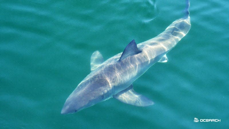 This image of a great white shark was taken by OCEARCH on Aug. 9 while the non-profit research group said the shark was circling the group's boat. OCEARCH placed a satellite tag on the shark and named her Andromache after a character in Greek mythology.