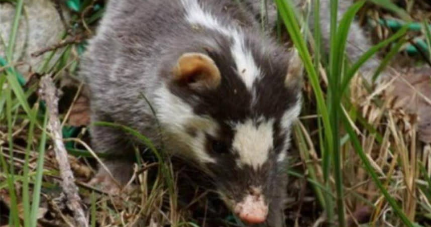 苗栗縣大湖鄉首度驗出鼬獾狂犬病陽性案例。（圖／翻攝畫面）