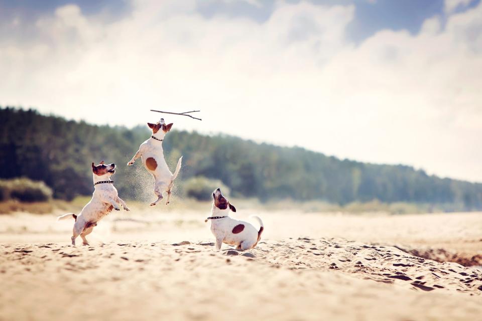 three Jack Russel Terriers playing with a stick on the dog-friendly Jennings Beach in Fairfield, Connecticut