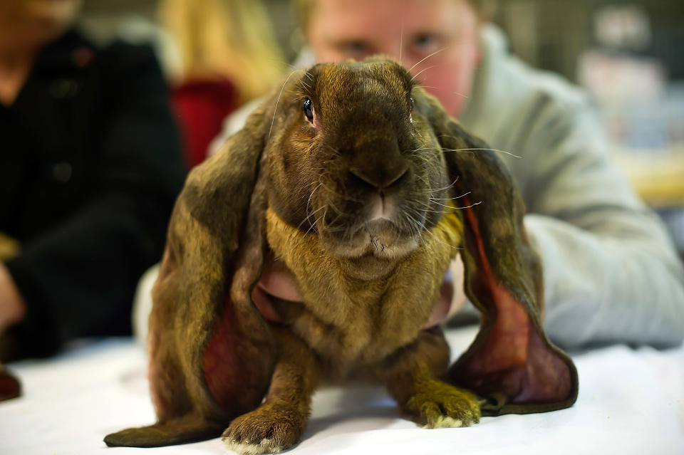 Animal Enthusiasts Enjoy The UK's Rabbit Grand National