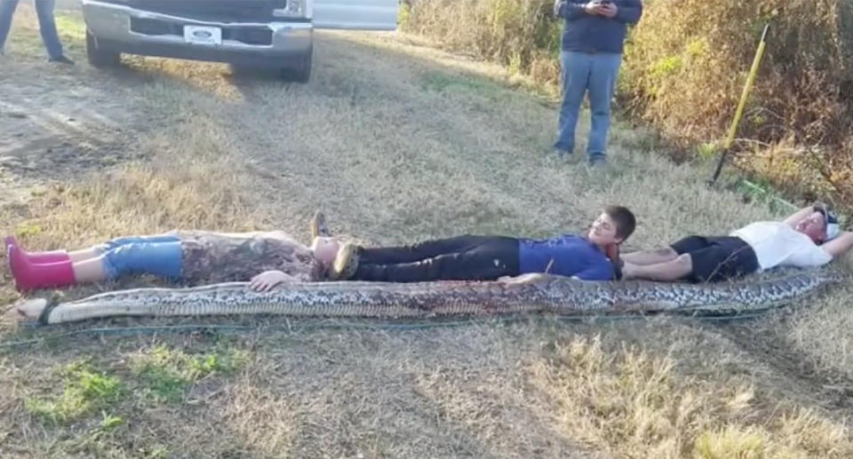 Three people lie out to show the length of the snake.