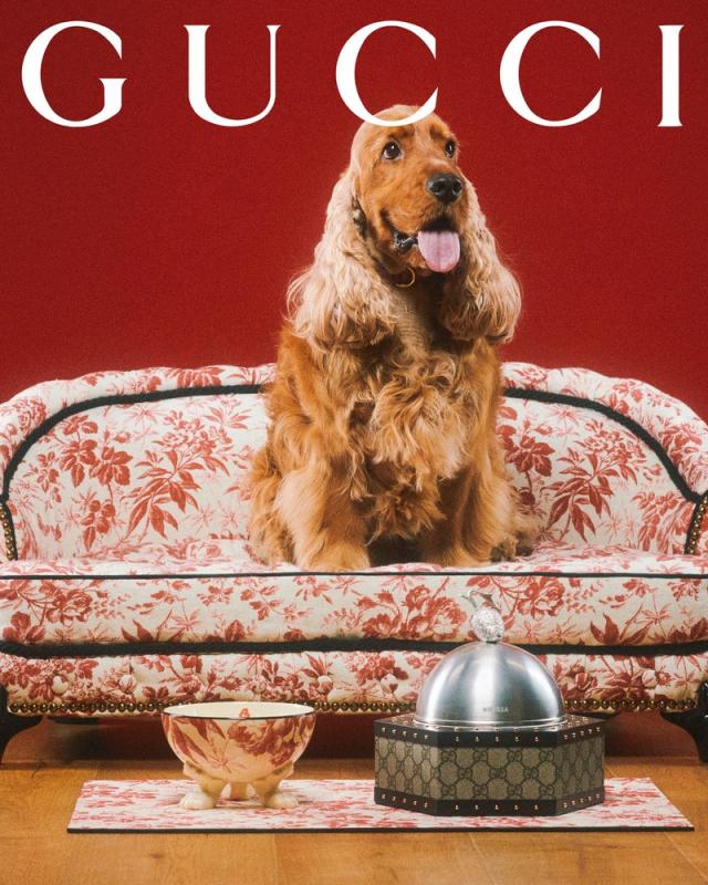 The Gucci Pet Collection is unveiled through a series of pet