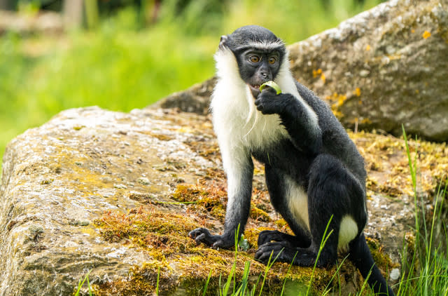 Chester Zoo welcomes rare new monkeys for the first time in 50 years as conservationists race to prevent their extinction