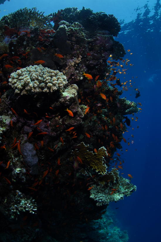 Fish flocking around a wall of coral