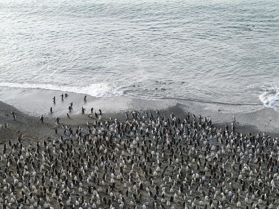 麥覺理島 (Photo by M. Murphy, Wikimedia Commons提供) 