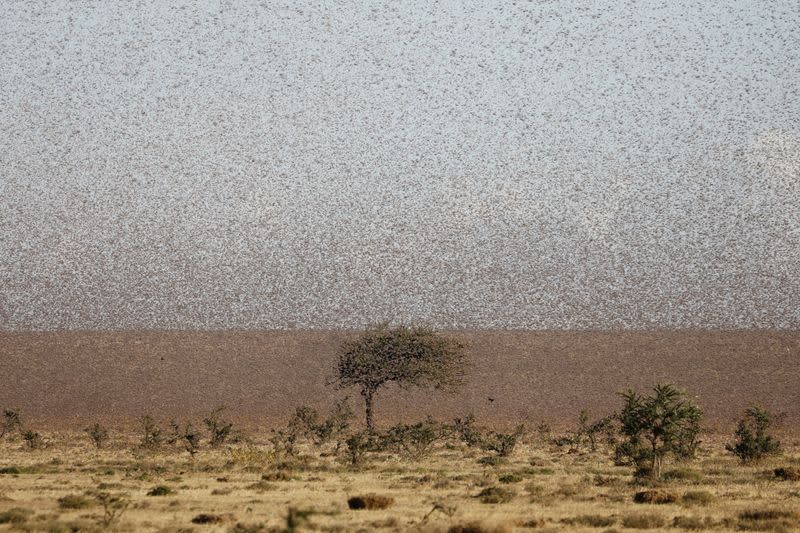 The Wider Image: Farmers fight back: making animal feed from a locust plague