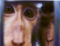 Macaque caged in the Washington National Primate Research Center in Seattle.