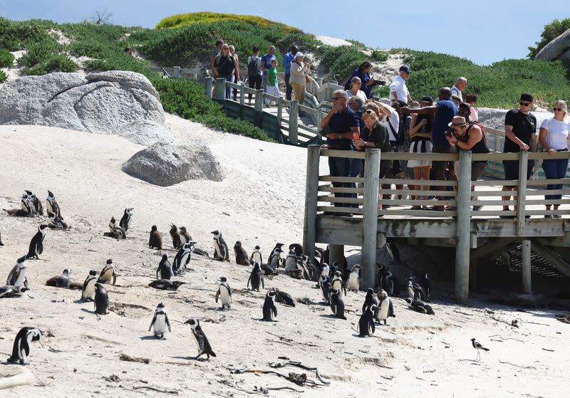 Outbreak of avian flu at Cape Town's penguin colony