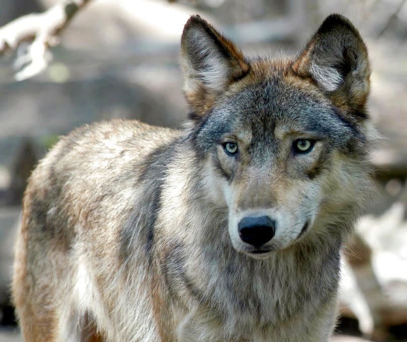 FILE - This July 16, 2004, file photo, shows a gray wolf at the Wildlife Science Center in Forest Lake, Minn.