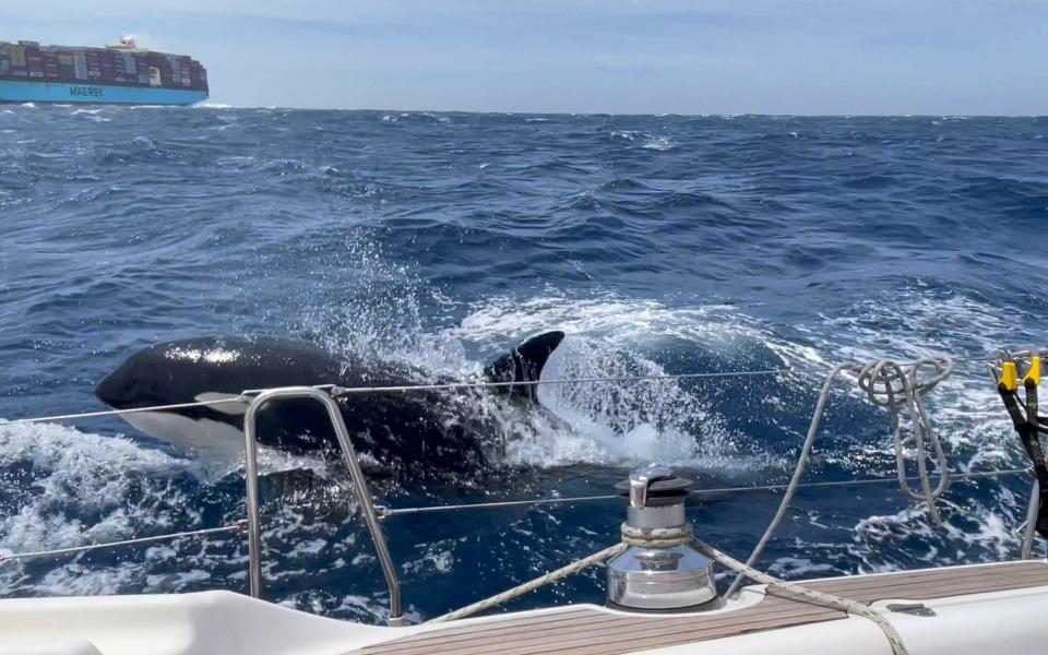An orca encroaches on a sailing boat during an hour long attack