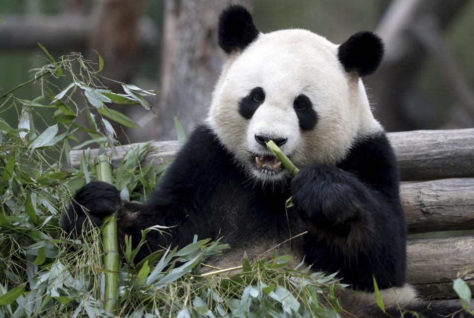 Male panda Jiao Qing eats bamboo in its enclosure at the Zoo in Berlin, Germany, Friday, April 5, 2019. (AP Photo/Michael Sohn)