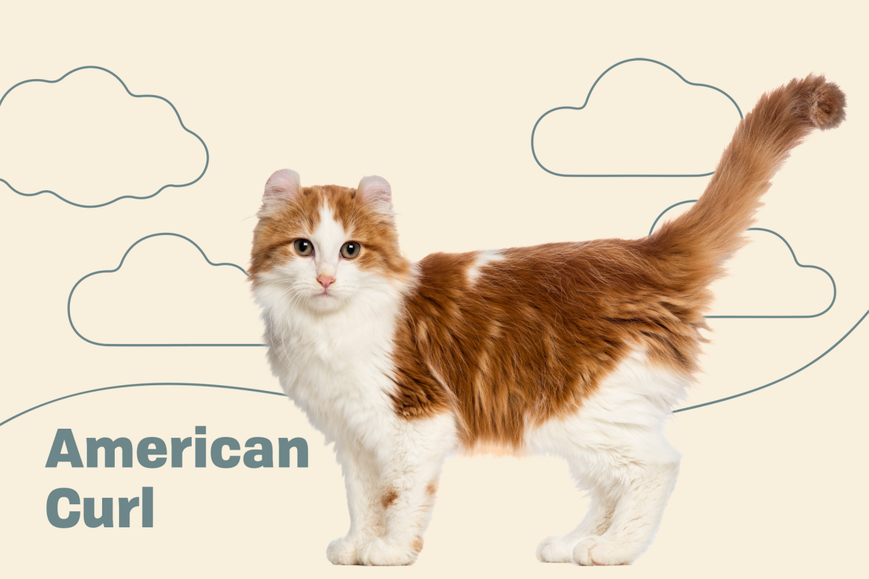 American Curl