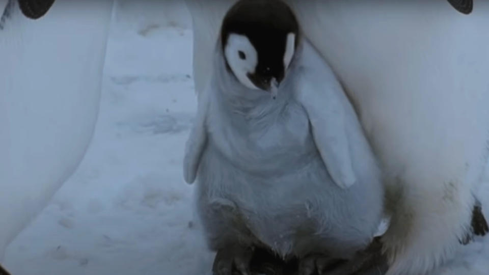 A little chick snuggles with its parent in March of the Penguins.