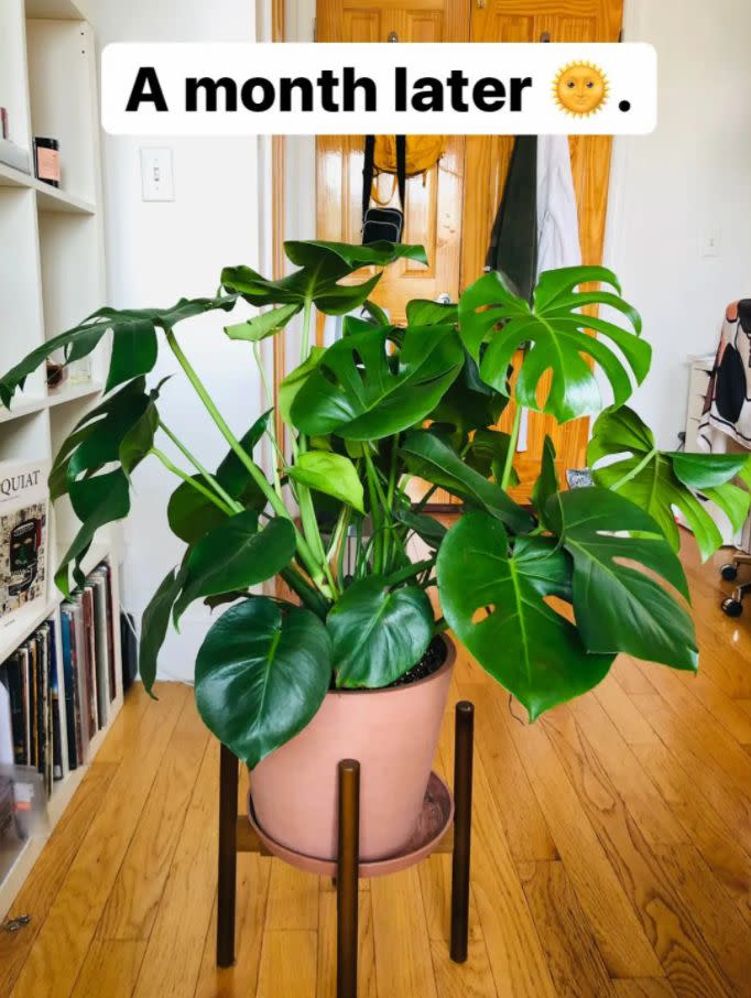 Also known as a monstera deliciosa, this plant is low-light tolerant and easy to take care of, making it a great choice for novice plant parents. <br /><br /><strong>Promising review:</strong> "I've had this plant for about a month and it just keeps getting better. It arrived in excellent condition and in soil that wasn't overly saturated. Bloomscape includes a cover pot with every package, which meant I didn't have to buy one or further shock my new plant by repotting it. Overall, unboxing Bloomscape's packaging was clean too. <strong>The plant has expanded beautifully and it's giving me new leaves! Compared to my other monstera, this one is pretty big.</strong> It's by far my favorite monstera and it's worth every penny." &mdash; <a href="https://www.buzzfeed.com/christineforbes" target="_blank" rel="noopener noreferrer">Christine Forbes</a><br /><br /><strong><a href="https://go.skimresources.com?id=38395X987171&amp;xs=1&amp;xcust=HPThingsMakePeopleThinkExpertPlantParent--60bf9219e4b04694aec40c23&amp;url=https%3A%2F%2Fbloomscape.com%2Fproduct%2Fmonstera%2F" target="_blank" rel="noopener noreferrer">Get it from Bloomscape for $150 (available in five pot colors).</a></strong>