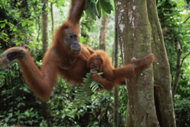 Orangutans are threatened by the loss of their forest home (naturepl.com /Anup Shah/WWF/PA)