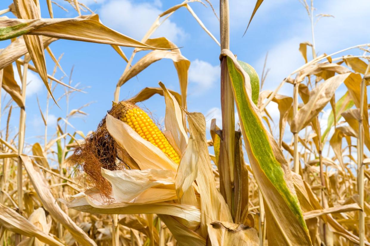 A corn field with their ears, ready to be harvested.  (Huchot-Boissier Patricia/Shutterstock - image credit)