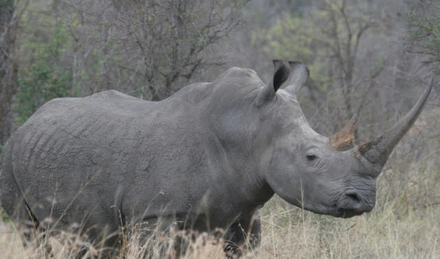 Forget About Black Swans; Worry About Gray Rhinos Instead