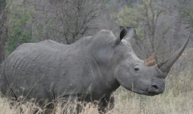 The Top Gray Rhino Risks of 2020