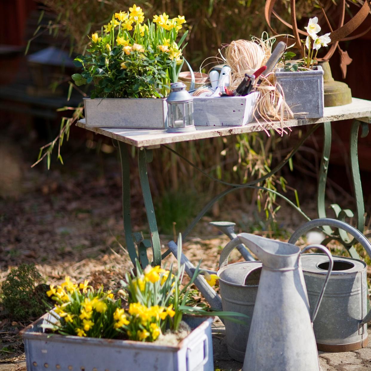  Large grey pot plants with daffodiles growing in them, positioned on a small wooden table in a garden 