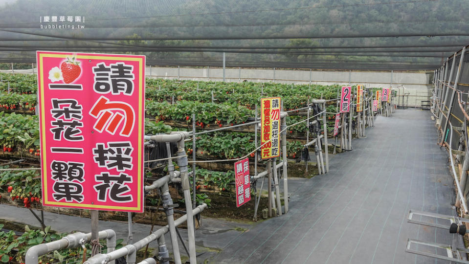 苗栗｜慶豐草莓園