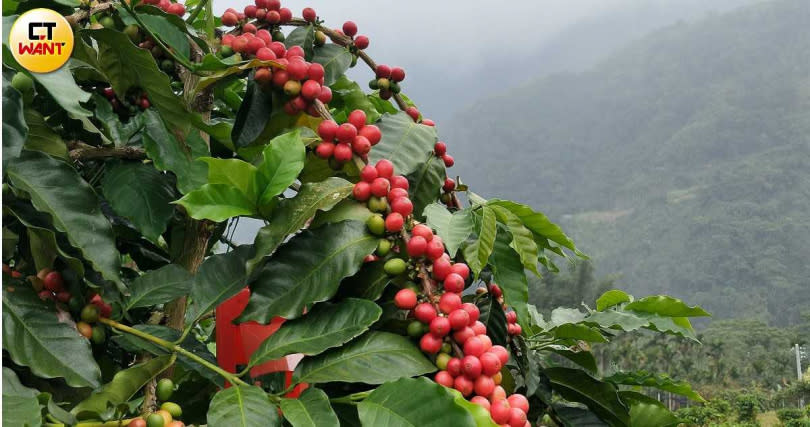 嘉義梅山鄉過去多種植高山茶，具地理優勢，是高品質咖啡的潛力產區。（圖／高靜玉攝）
