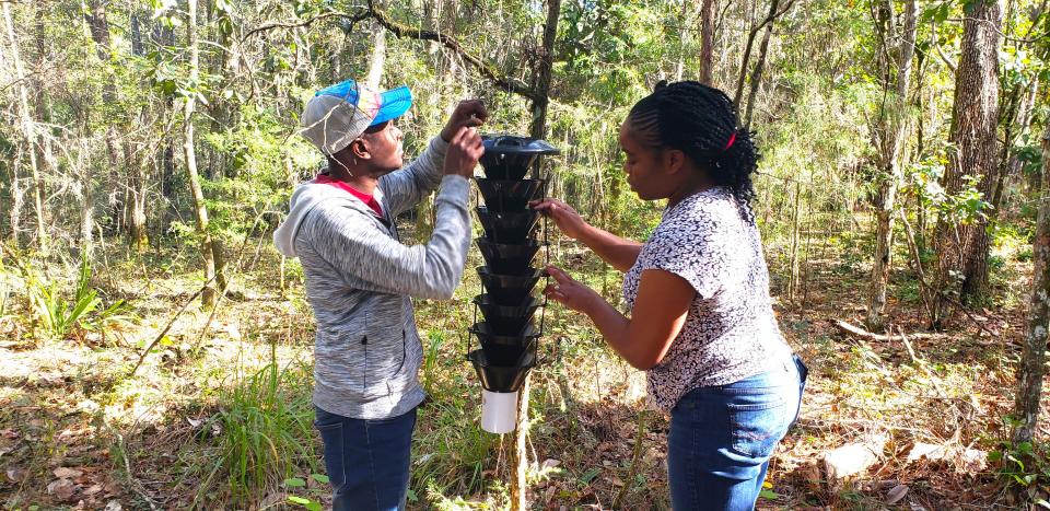 Two graduate students, Ann Marie Robinson-Baker and Larisner Simeon, servicing a Lindgren funnel trap after taking the data sets in Hernando County, Florida.